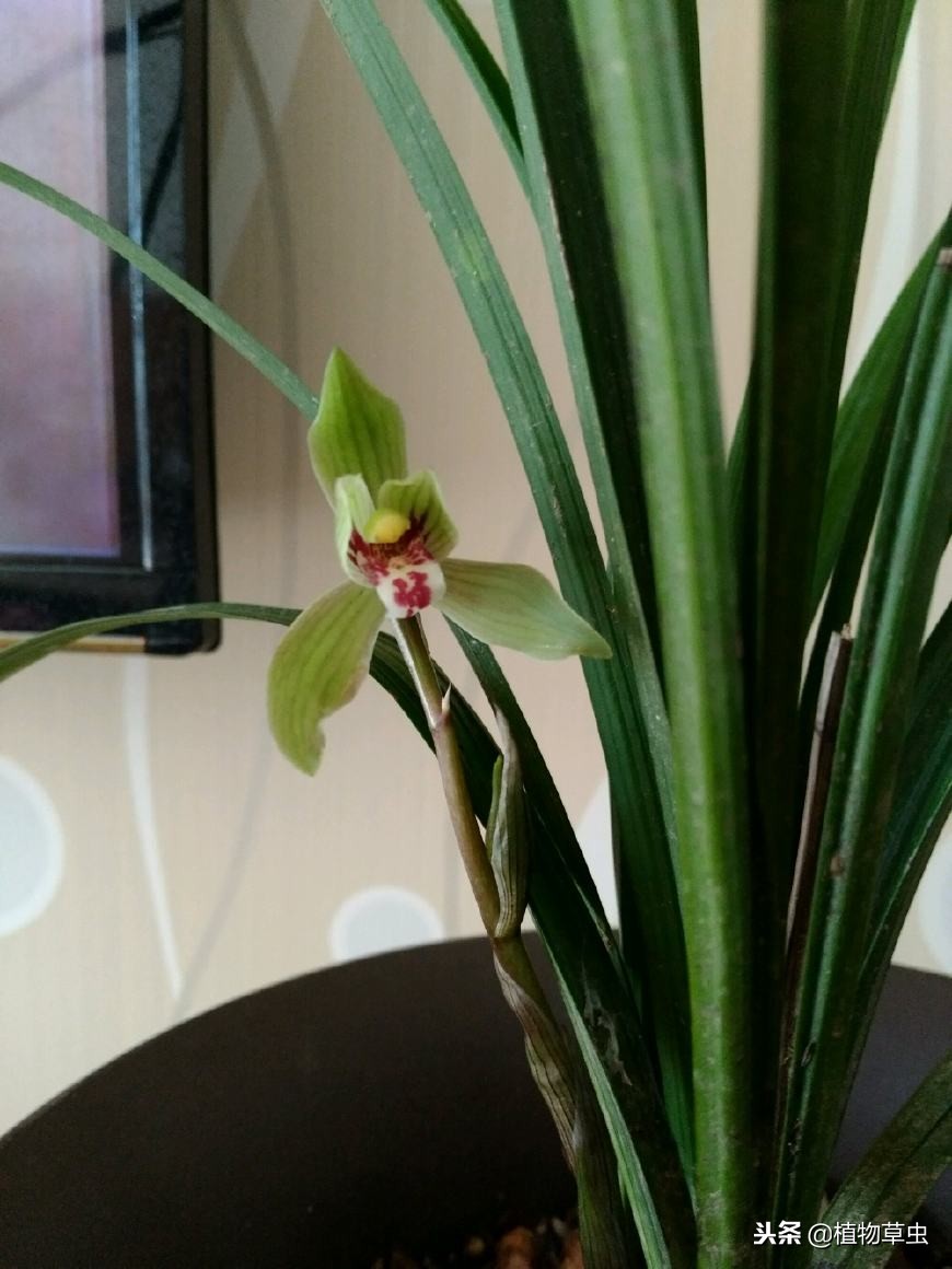 得过茎腐病的兰花容易复发,什么是兰花的茎腐病和软腐病