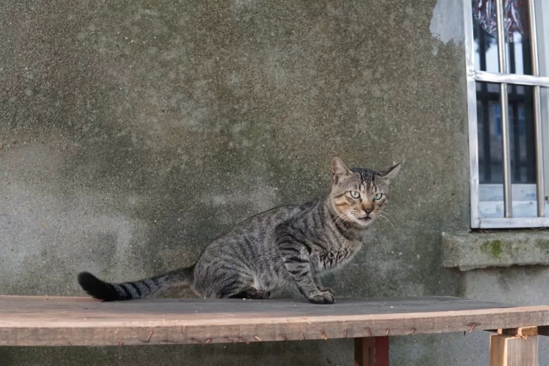 同里古镇值得去么,同里古镇值得去吗