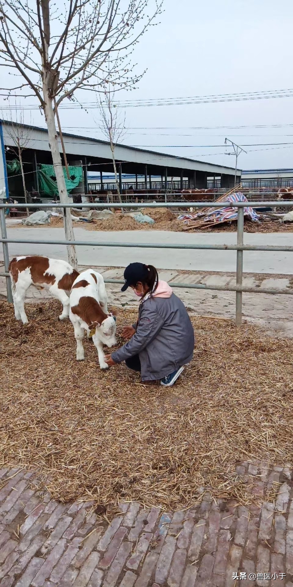 豆粕掺假石粉怎么鉴别,如何辨别豆粕的真假