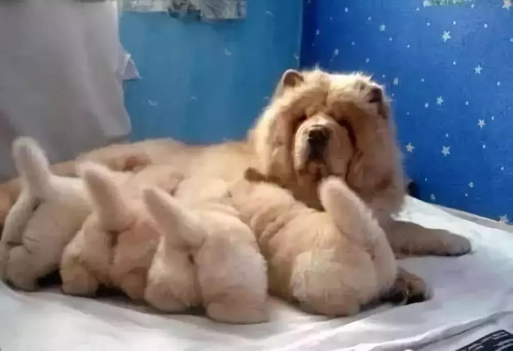 中国本土最古老的犬种之一,最古老的犬种是什么