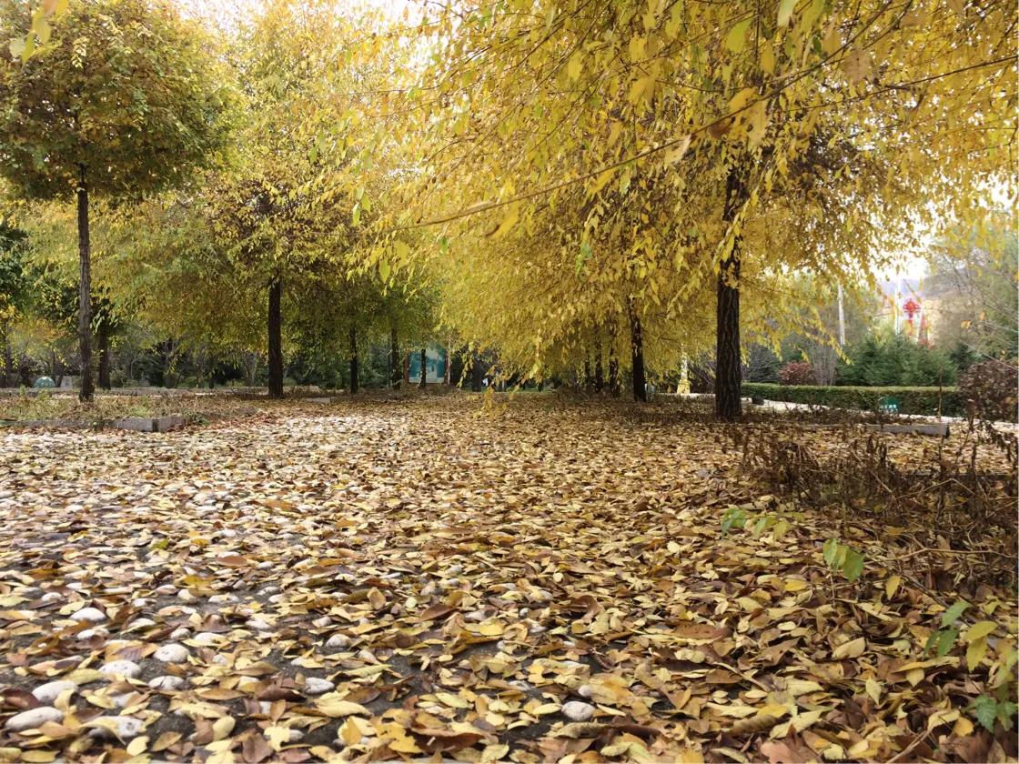 思念家乡青藏高原,思念家乡的嫩江