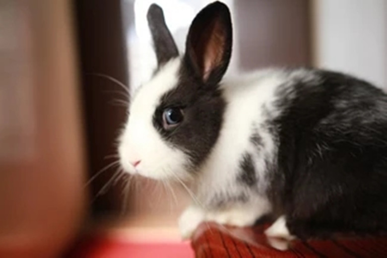 兔子饲养方法玉米可以喂兔子吗,饲养兔子的正确方法小视频