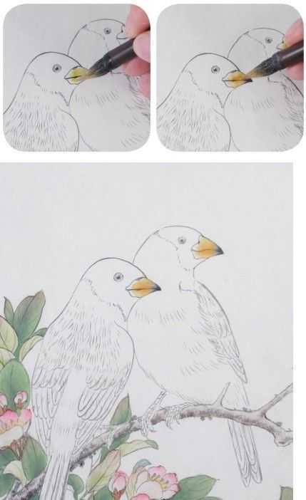 蜡嘴雀工笔画,蜡嘴鸟画画教程