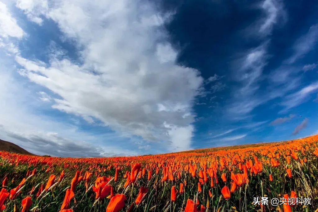 描写春天美景的成语或词语,形容春天的词语成语有哪些