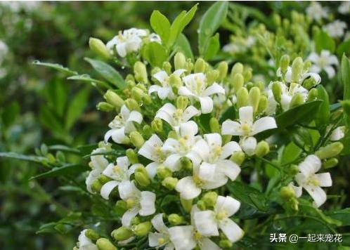 这种花比桂花香十倍,比桂花香又耐寒的花