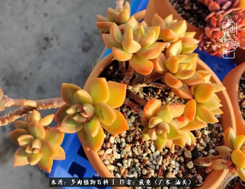 广东春天多肉图片大全,这个季节的多肉状态是最美的