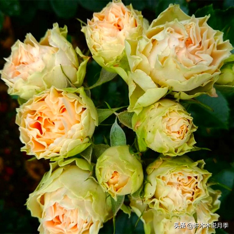 月季生病了用什么药效果好,月季可以打什么药预防