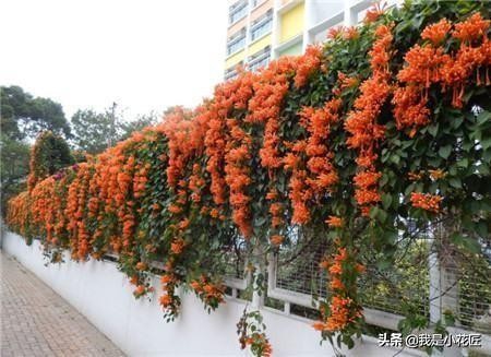 适合阳台种植的爬藤植物都有哪些,家庭阳台种什么爬藤植物比较好
