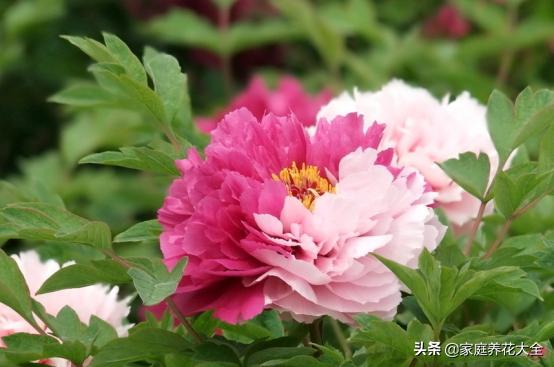 牡丹雍容华贵芍药清雅婉约,牡丹的介绍和图片大全