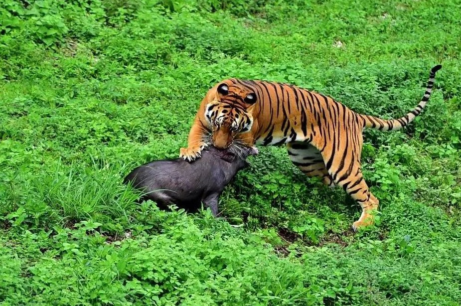 东北虎扑倒老太太,东北虎扑倒女子