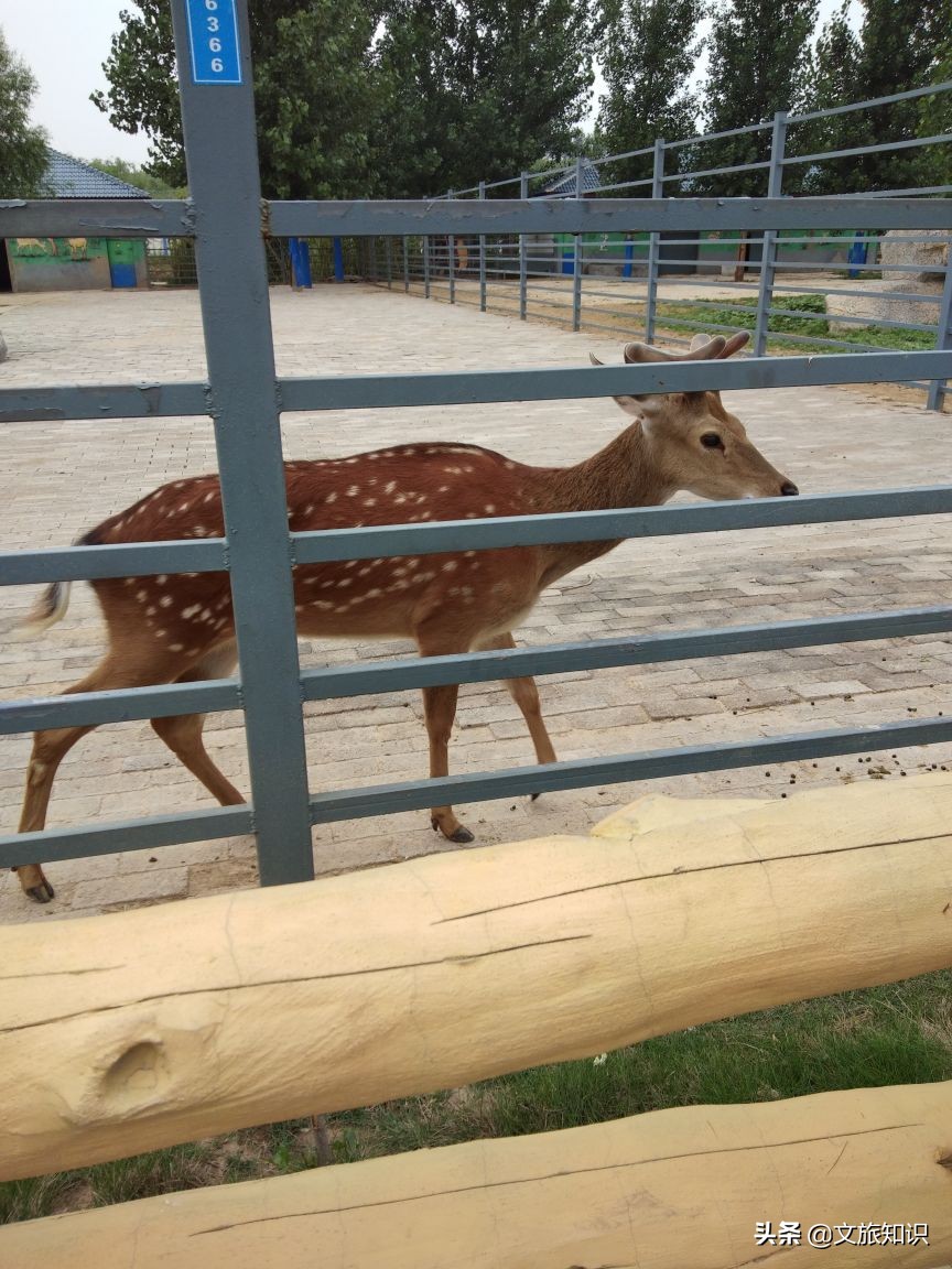 山东德州动植物园旅游区,德州市动植物园视频