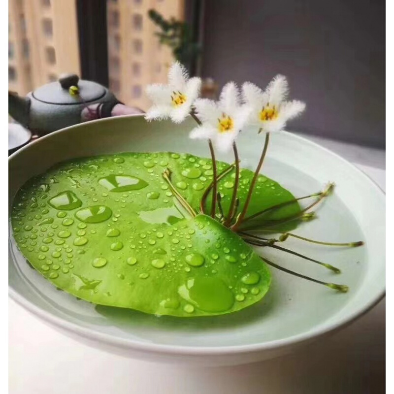 好养的盆栽花卉大全,人养花花