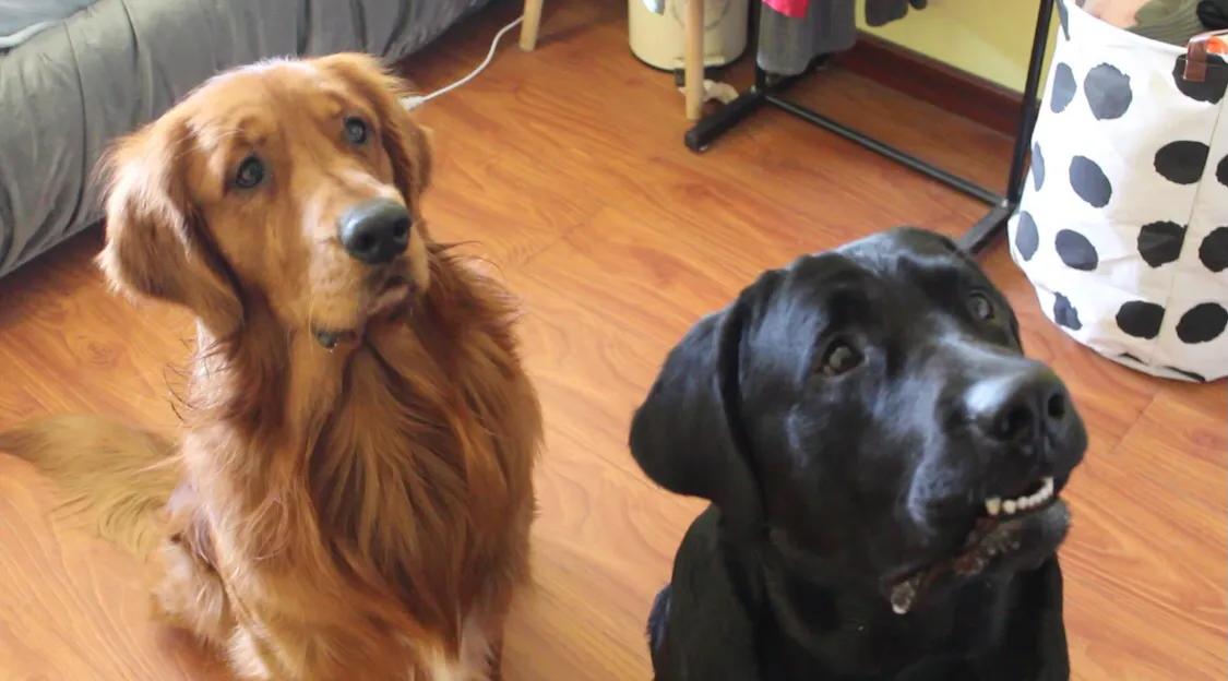 狗狗零食分享,宠物狗零食洁齿骨