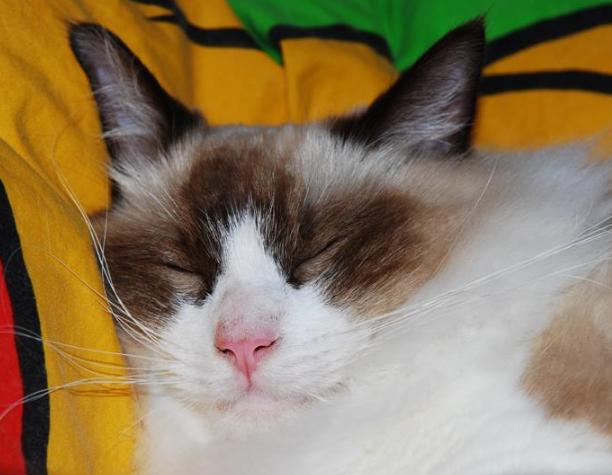 猫咪喜欢夜里尿床,猫咪喜欢玩水怎么纠正呢