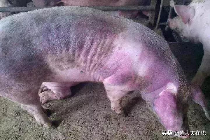 蓝耳啊，你让猪如何是好？