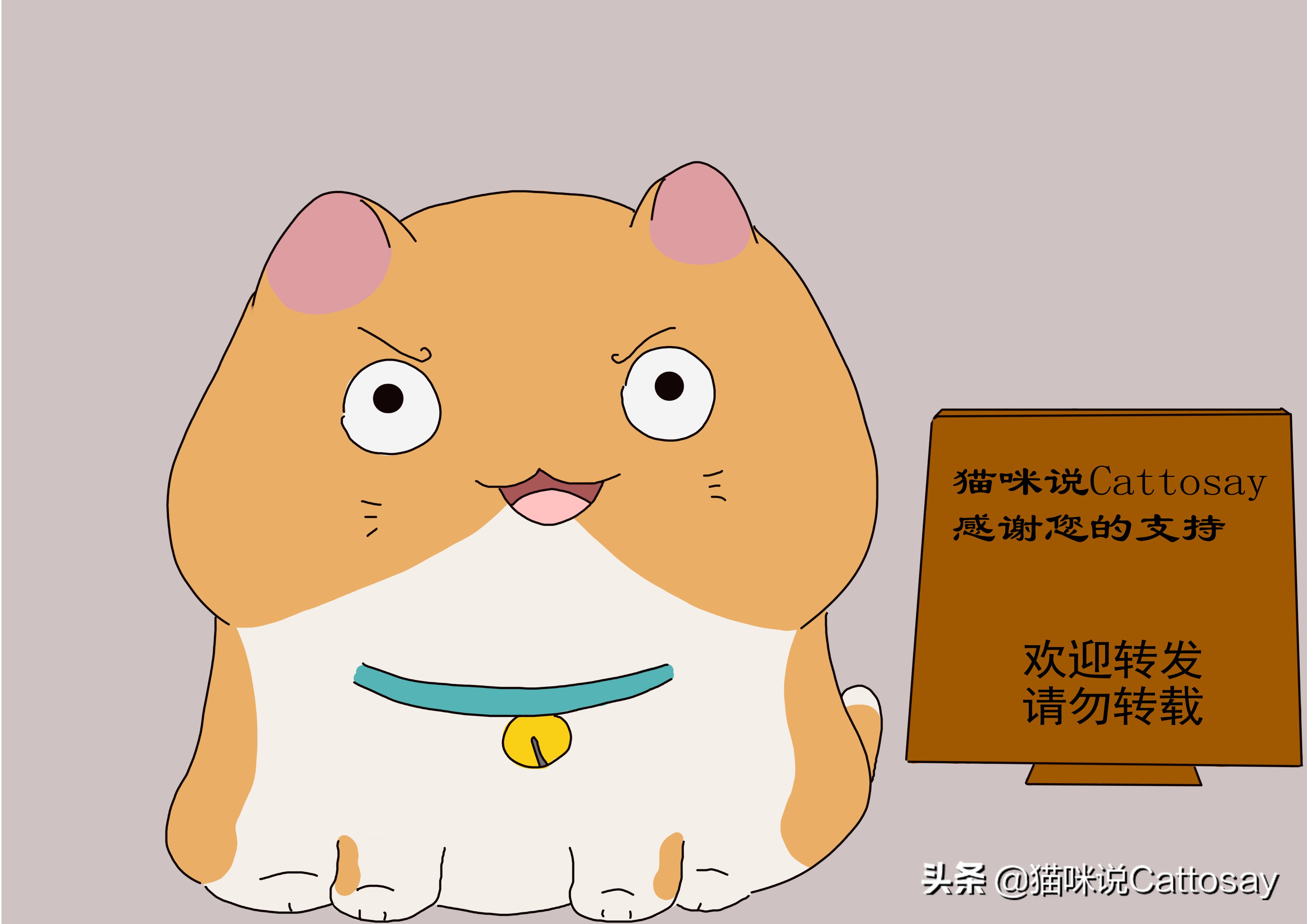 猫毛清理,猫垫上猫毛太多怎么清理