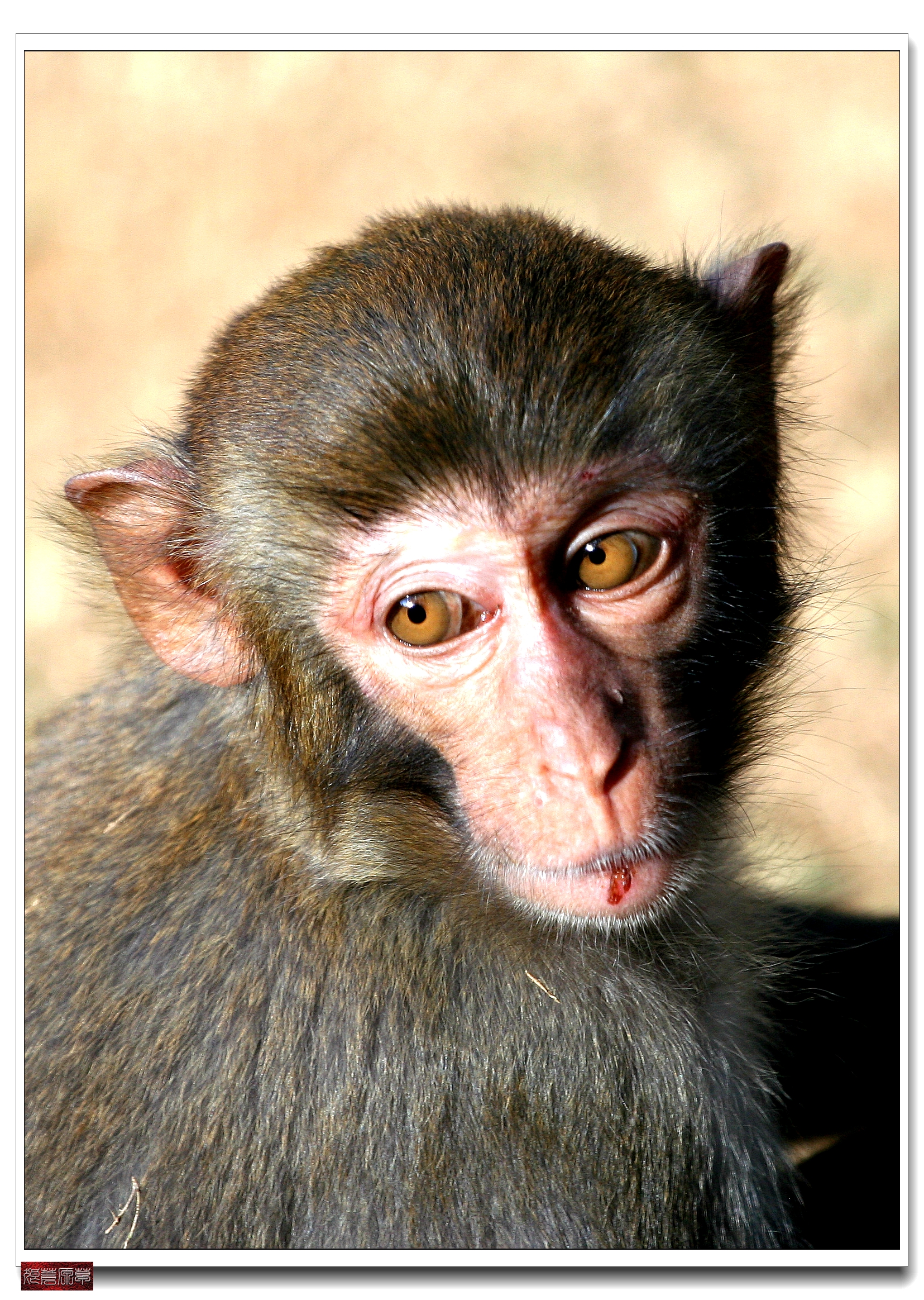 南湾猴岛猕猴王国,猕猴乐园南湾猴岛