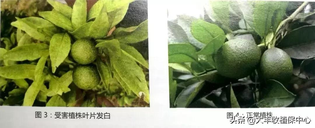 红蜘蛛锈壁虱大爆发该怎么用药,对红蜘蛛和锈壁虱有用的杀螨剂