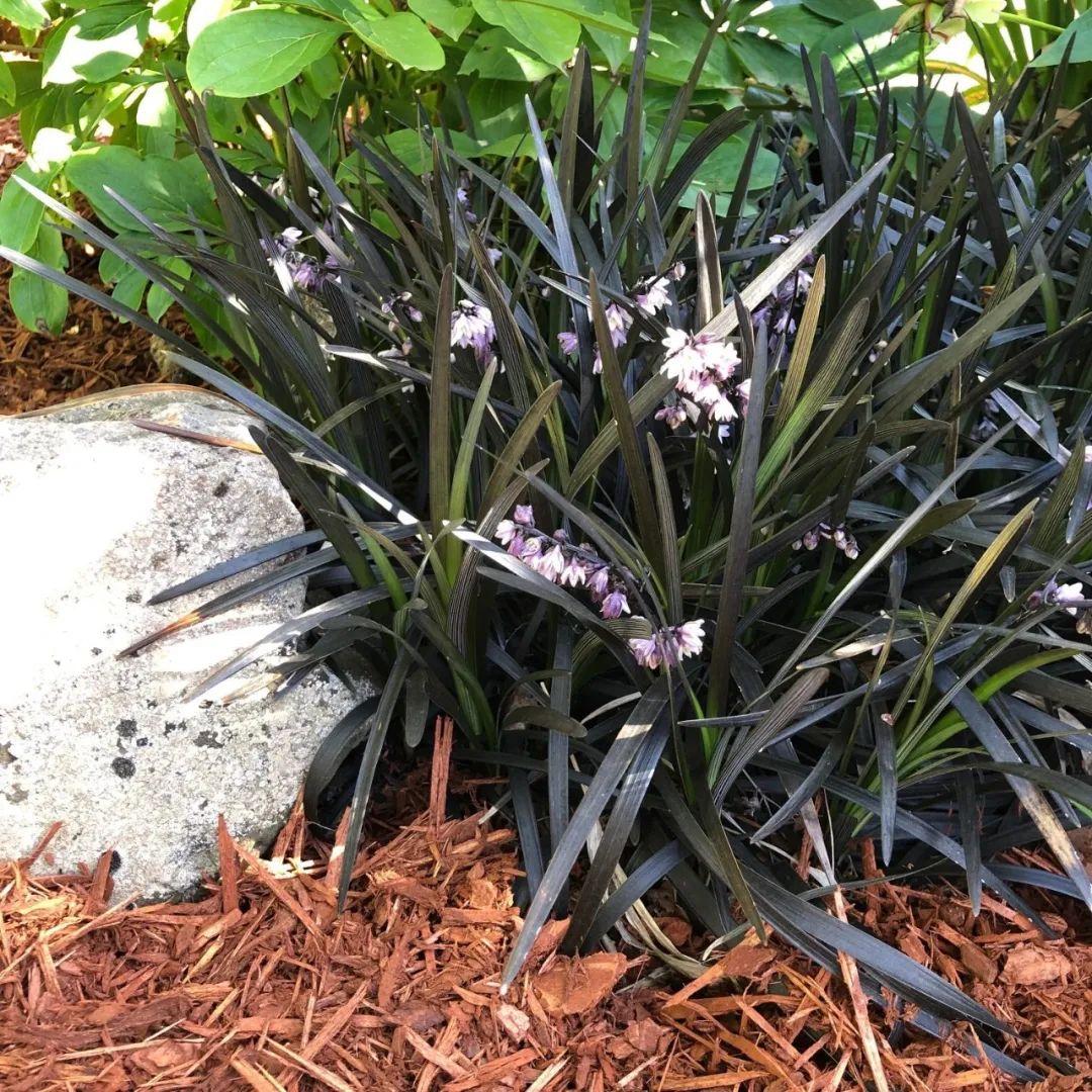 为什么那么多人喜欢黑色玫瑰,为什么有人喜欢黑玫瑰