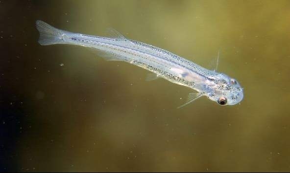 别在亚马逊的河里尿尿，当心魔鬼鱼钻入你的尿道，吸食你的血液