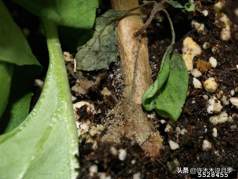 月季病害高清图,12种月季常见病害图解