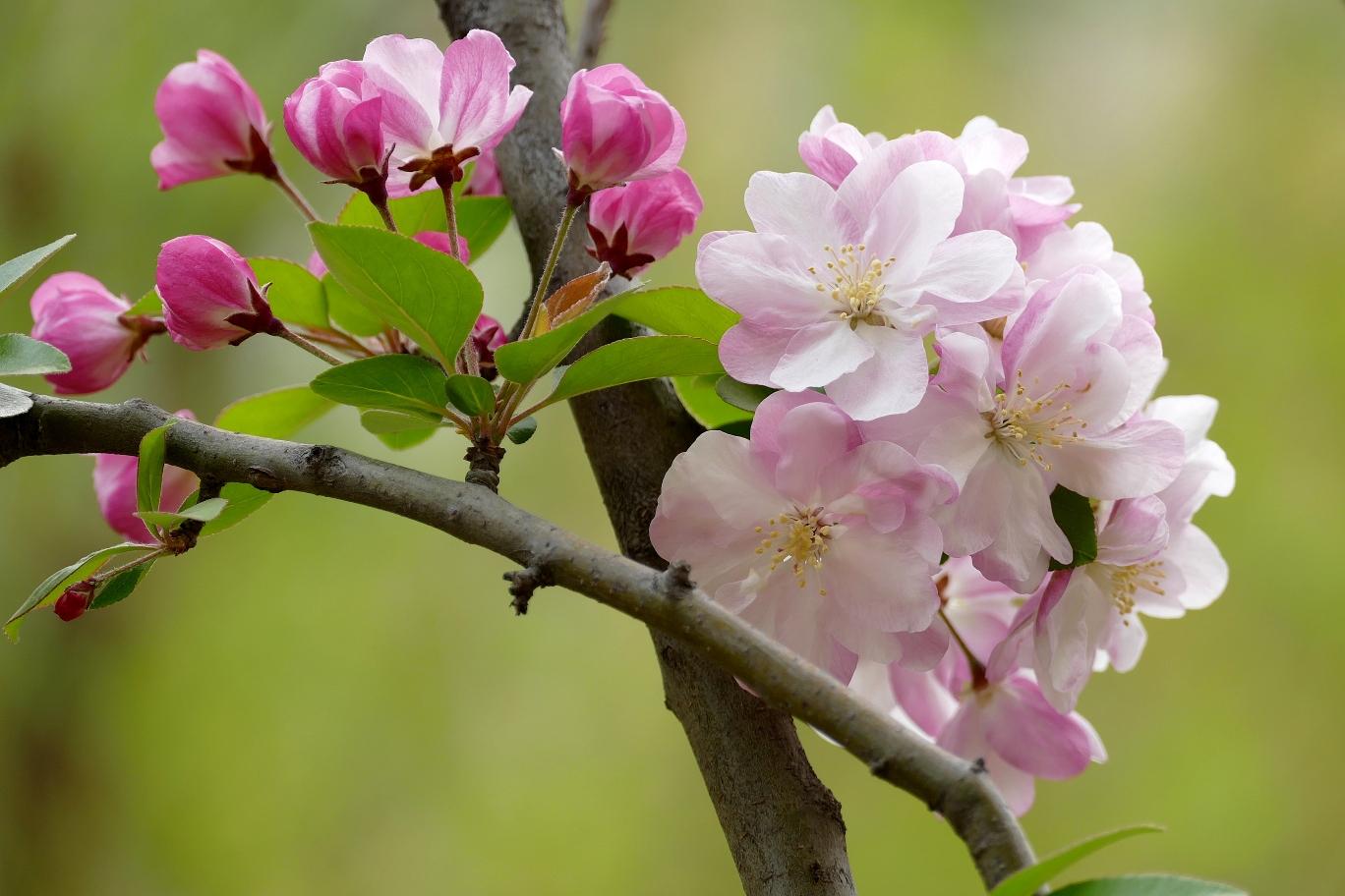 春风春雨花草香,春花春雨春风