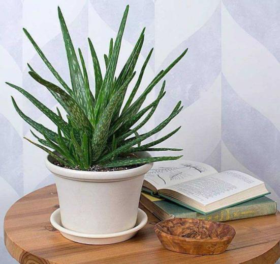 芦荟黄叶了能修剪吗,芦荟黄叶缺什么