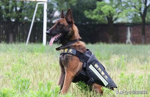 警犬岗位要做些什么,基层警犬工作的看法