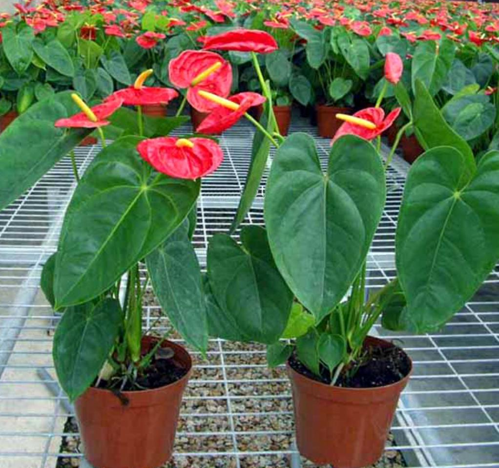 冬天红掌叶子全掉光了还能活吗,怎么养红掌不黄叶