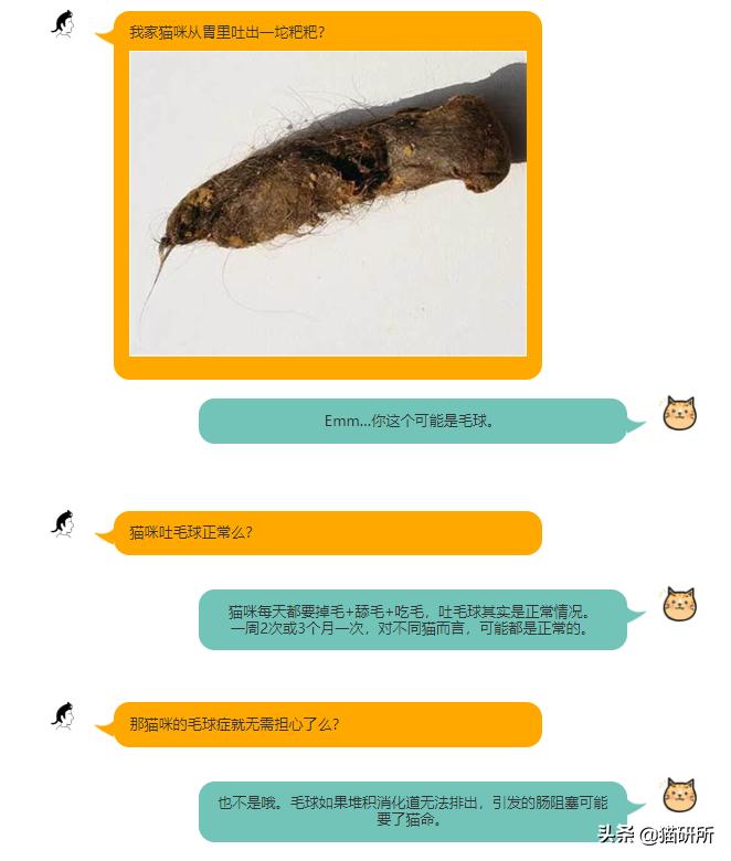猫咪每天都要舔我脸,猫咪每天要舔自己800次