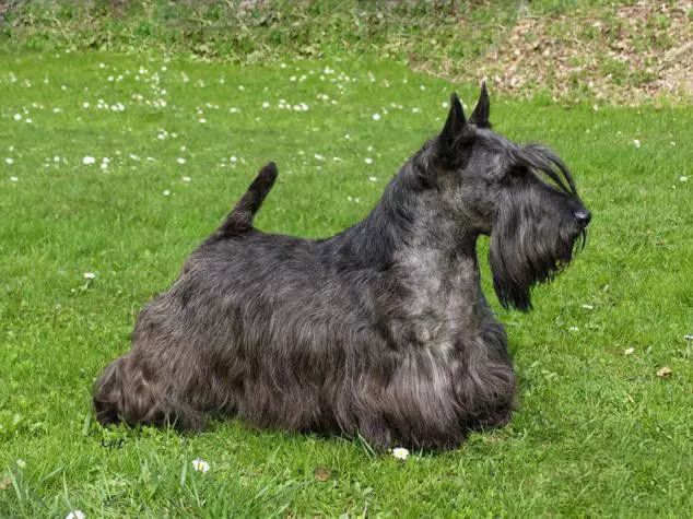 45只名犬排行,45种名犬您都认识吗