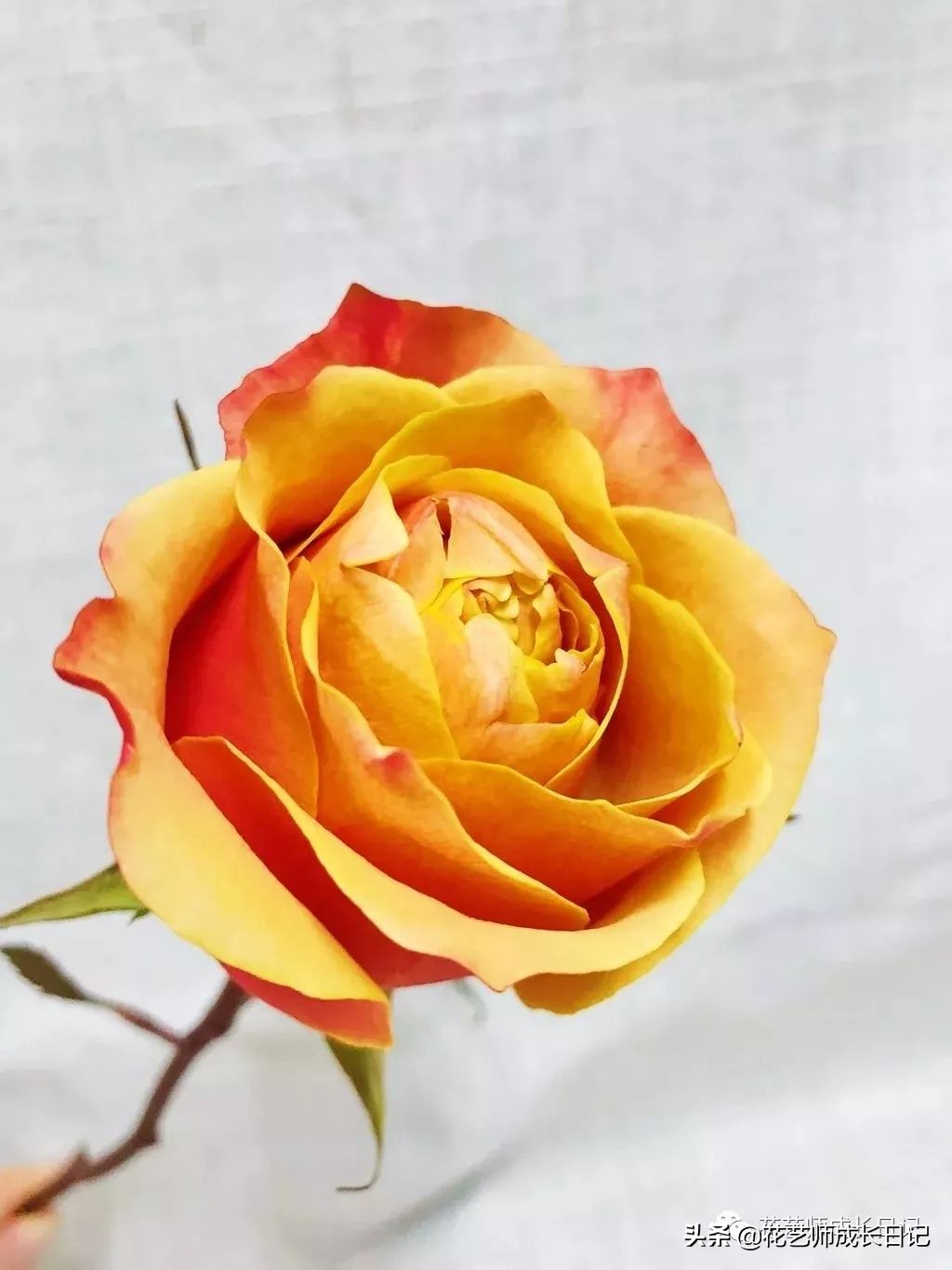 十大奢侈玫瑰品种黄玫瑰,暗黄色的玫瑰是什么品种