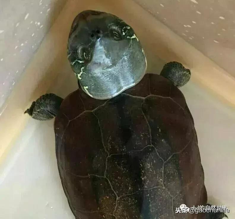 草龟难养,养草龟笔记