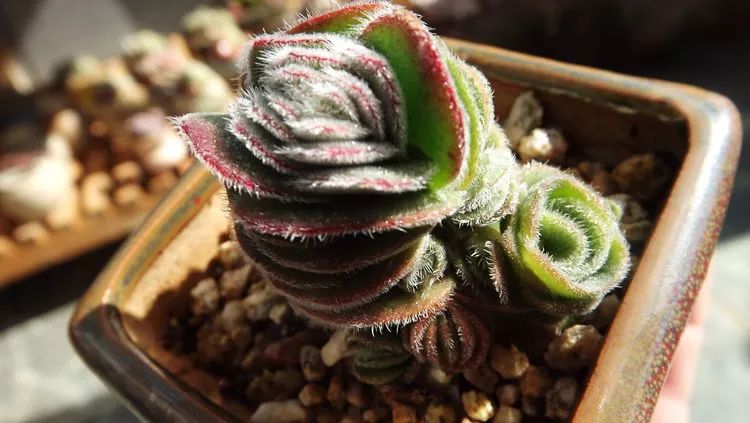 爱机车，爱多肉，宝妈花姐的诗和远方