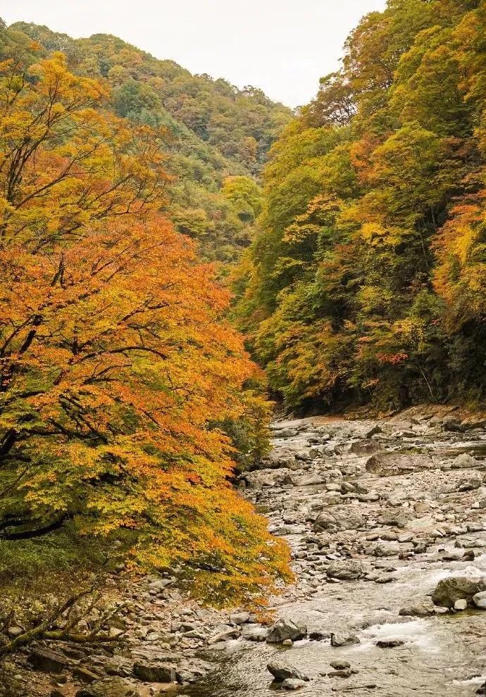 光雾山今天的红叶美景,光雾山红叶观赏全攻略