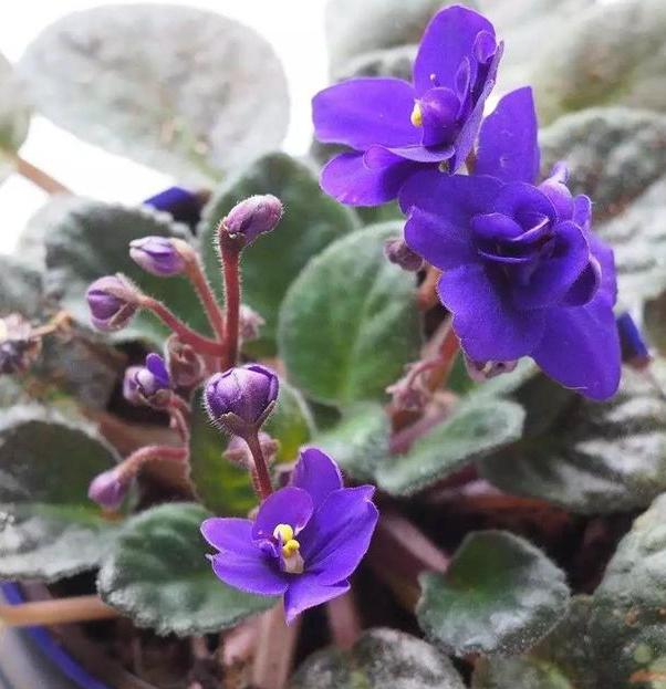 养花懒人绿植,懒人养花推荐花香四季开