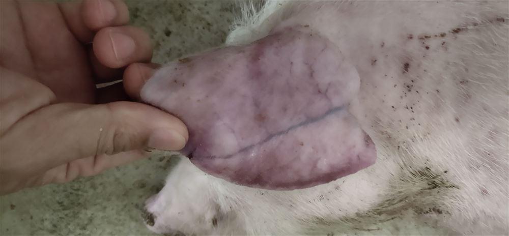 刚出生的小猪肚脐掉出肠子,小猪脐疝漏肠最简单的办法