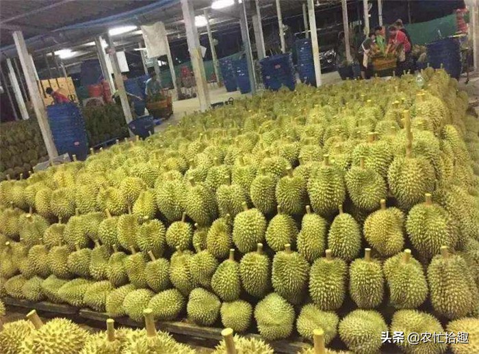 品质越来越差，价格突破30元/斤还在涨，商家仍抢着收购，真坑