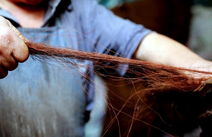 俗话说；“千棵棕万棵桐，子子孙孙都不穷”，你家里种过吗？