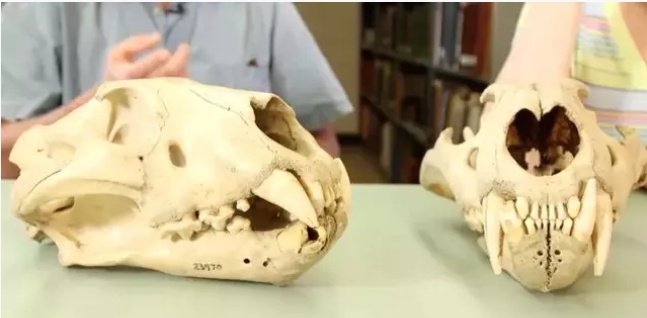 有枪就不怕狮子吗？不是！看帕特森中校在非洲经历了什么