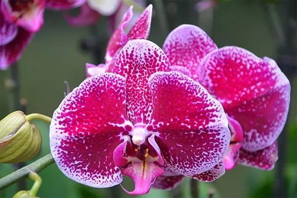 吊兰君子兰哪个好养护,君子兰吊兰图片欣赏