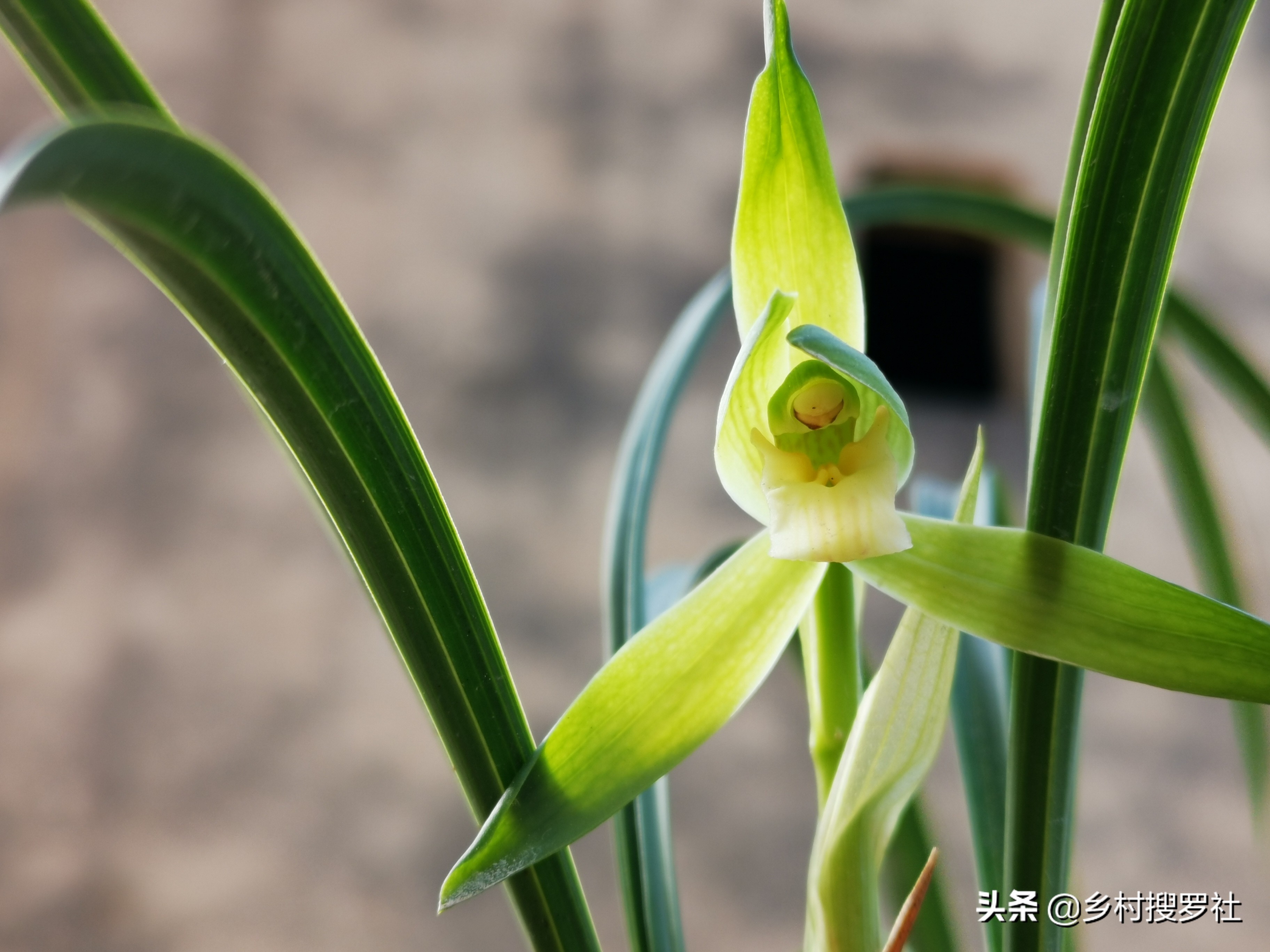 春兰开的都是素花怎么回事,春兰开素花好吗