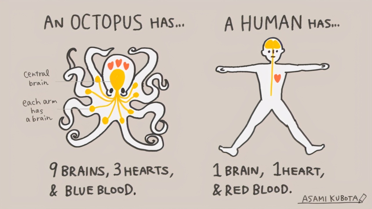 形似外星人的章鱼有多聪明,章鱼可能是最接近外星物种的生物