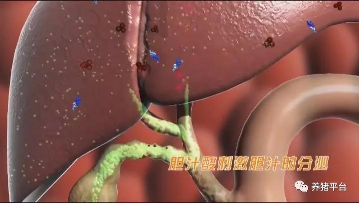 养鸡怎么保肝护肝,猪场保肝护肾排毒的中药