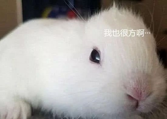 母兔第一窝生了3个小兔正常吗,母兔生了窝小兔