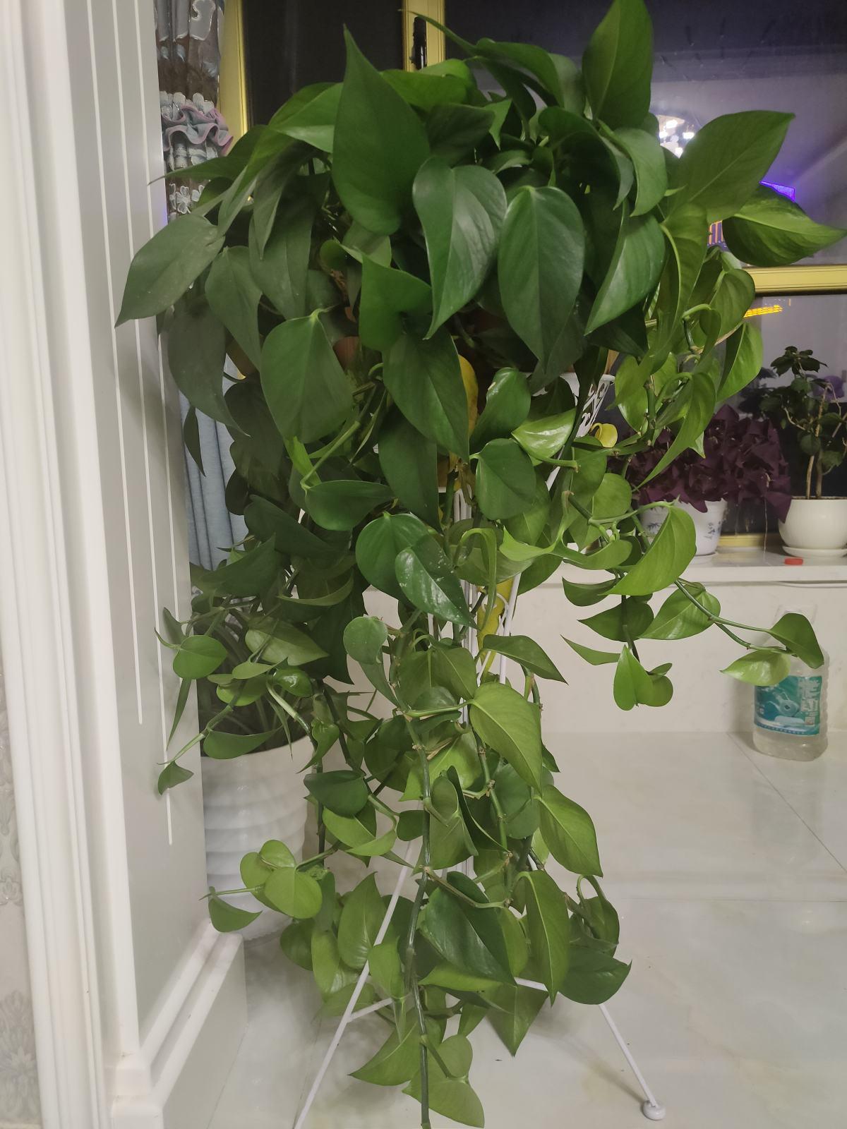 室内养花，盆栽土上长白毛？改变“3个地方”，1周就消失无踪