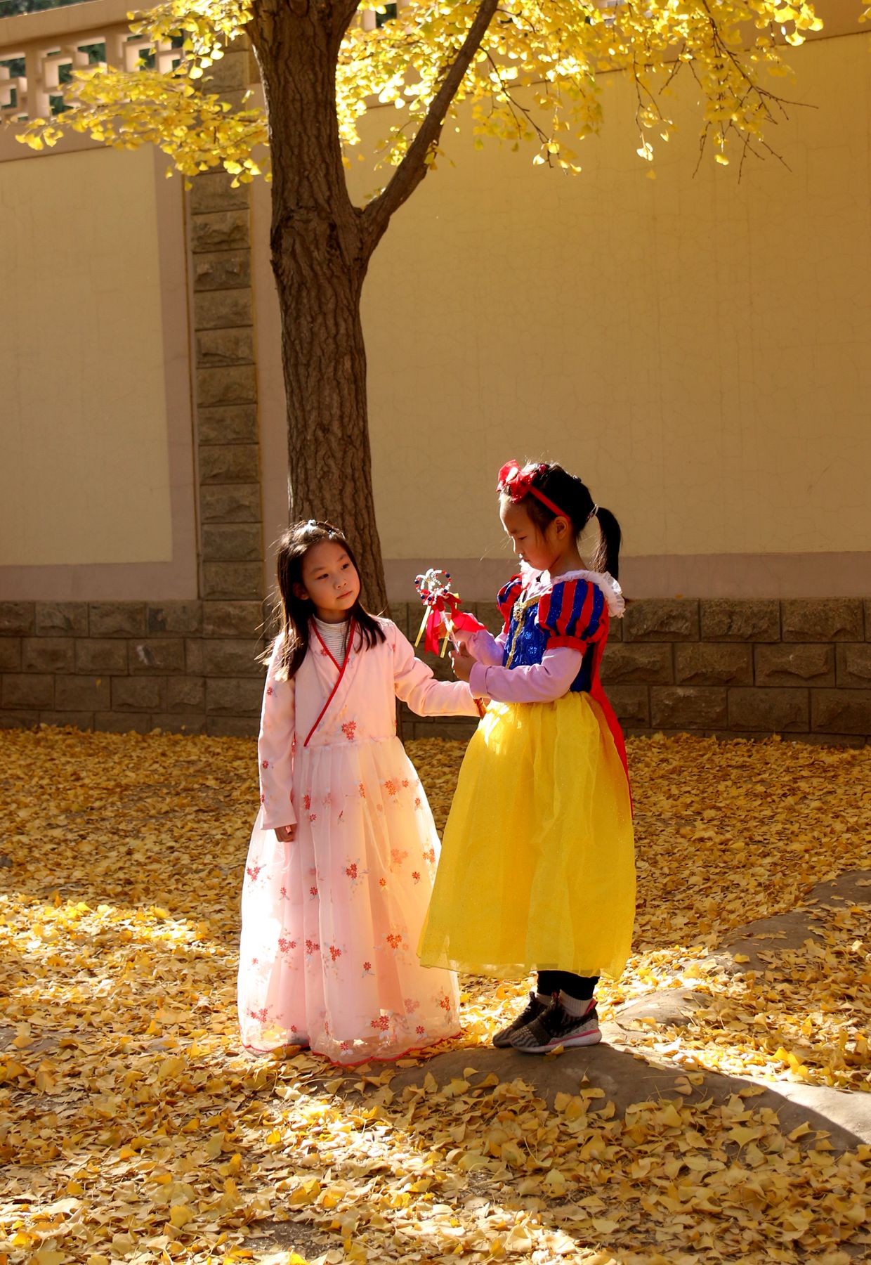 北京钓鱼台国宾馆银杏树大道,北京钓鱼台银杏大道图片