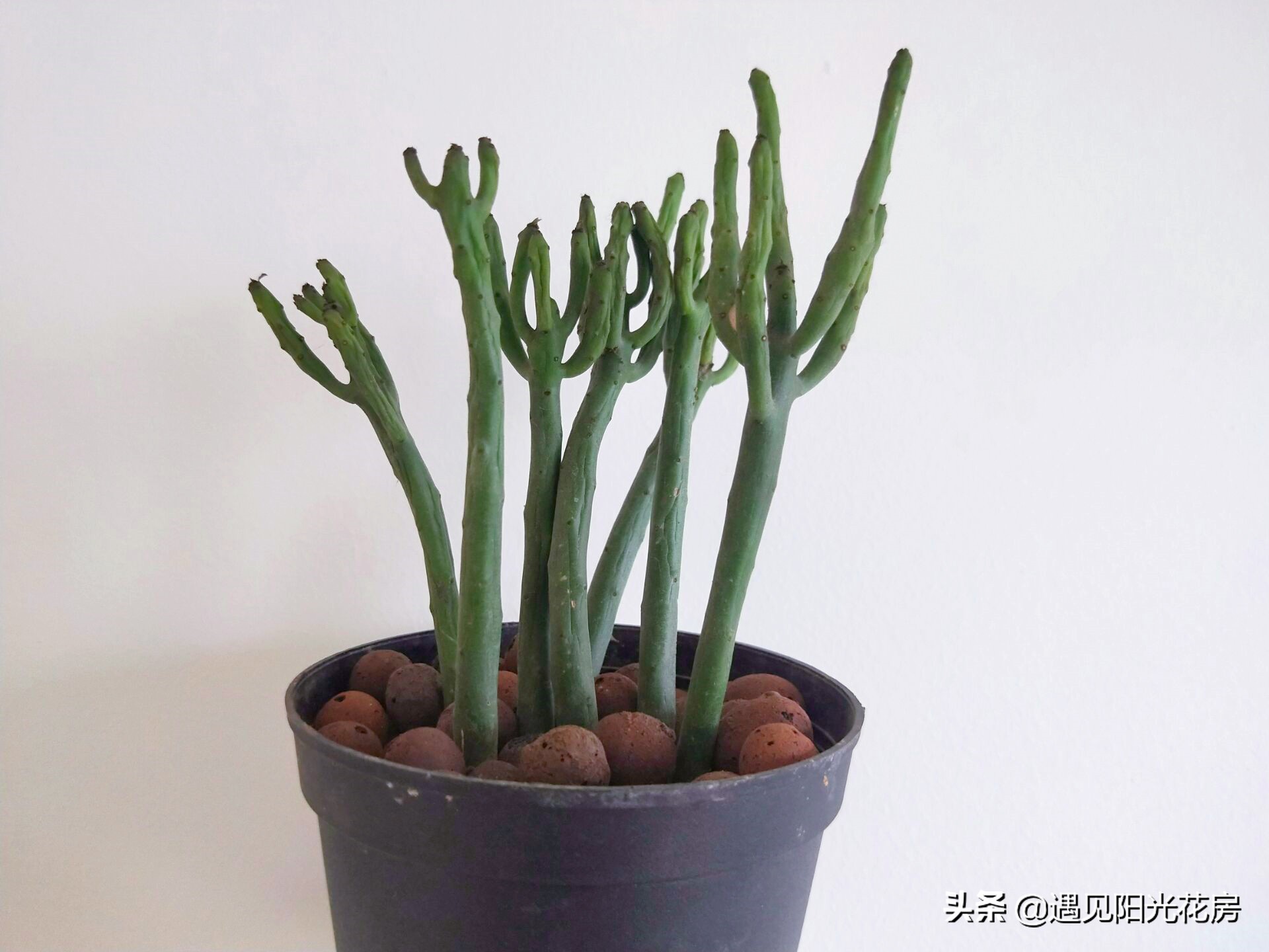 树干发黄发硬怎么回事,光棍树杆子干瘪是什么原因