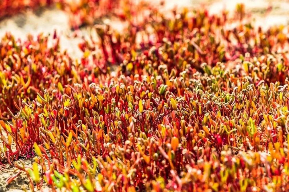 盘锦红海滩五一好玩的地方,盘锦最美红海滩网红打卡地