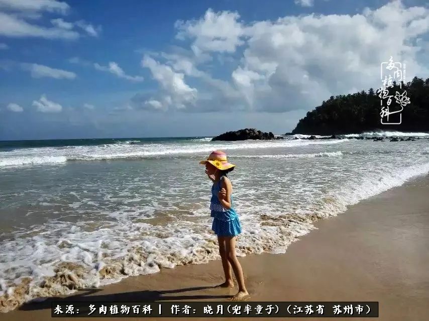 六年时间环游22个国家,却被多肉小萌物征服